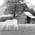 Horse and Barn